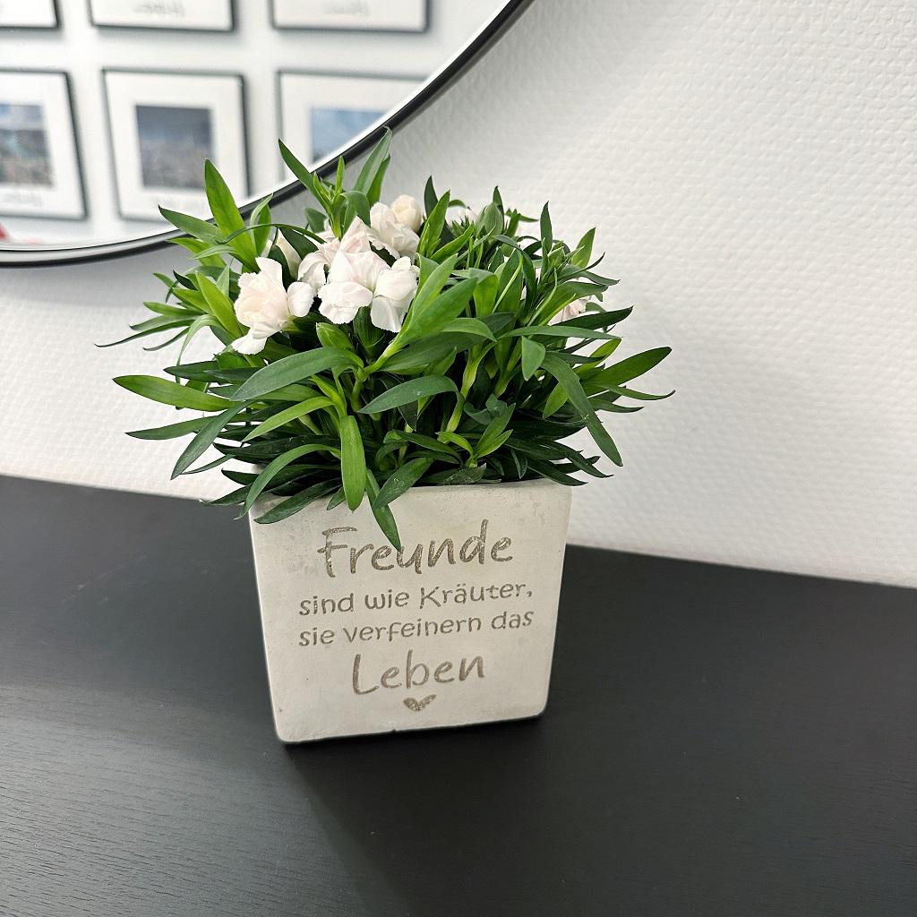 Blumentopf in Betonoptik mit Gravur ‚Freunde sind wie Kräuter, sie verfeinern das Leben ❤️‘, bepflanzt mit grünem Kraut, auf natürlichem Holz- oder Pflanzenhintergrund, zeigt quadratische Form und mattes Finish.