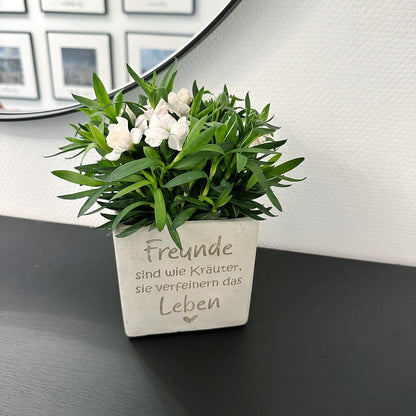 Blumentopf in Betonoptik mit Gravur ‚Freunde sind wie Kräuter, sie verfeinern das Leben ❤️‘, bepflanzt mit grünem Kraut, auf natürlichem Holz- oder Pflanzenhintergrund, zeigt quadratische Form und mattes Finish.